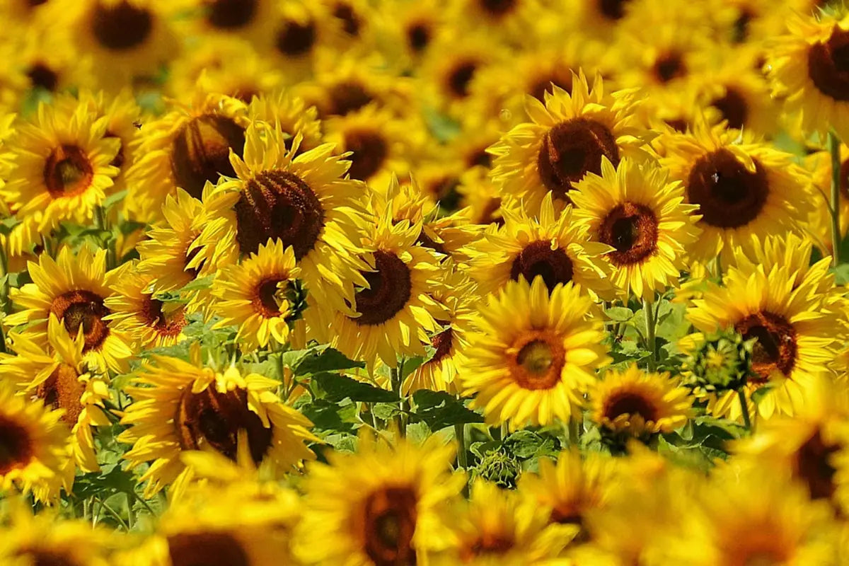 Bio-Sonnenblumenöl