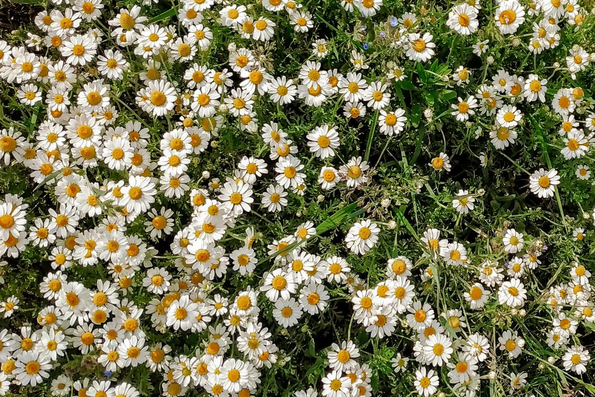 Bisabolol (Hauptwirkstoff der Kamille)